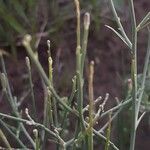 Lygodesmia juncea Hoja