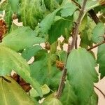 Hibiscus syriacus Folla