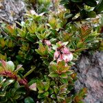 Gaultheria myrsinoides List