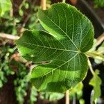 Jatropha gossypiifolia 葉