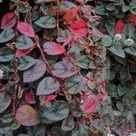 Persicaria capitata Leaf