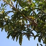 Montrouziera cauliflora Hedelmä