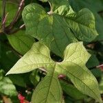 Ipomoea lobata Fulla