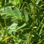 Astragalus alpinus Blatt