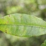 Pachira dolichocalyx Leaf
