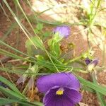 Viola spp. Blüte