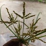 Cyperus iria Λουλούδι