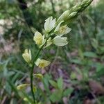 Polygala flavescens फूल