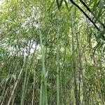 Phyllostachys bambusoides Liść