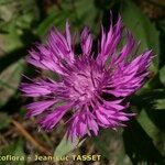 Centaurea jordaniana 花