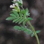 Ornithopus perpusillus Flower