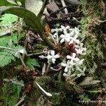 Ixora aoupinieensis Natur