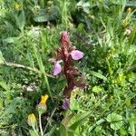 Anacamptis collina Frunză