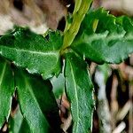 Chimaphila japonica Levél