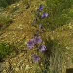 Campanula speciosa অভ্যাস