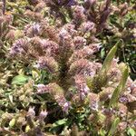 Phacelia ramosissima Pokrój