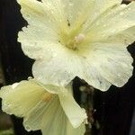 Oenothera stricta Blomst