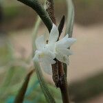 Afropectinariella subulata Floro