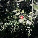 Ruscus aculeatus Fruto