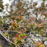 Abelia grandiflora Folha