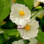 Lycianthes rantonnetii Fula