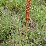 Orobanche laserpitii-sileris موطن