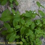 Myosotis speluncicola Other