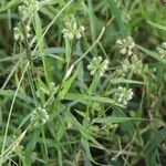 Dactyloctenium radulans Hábito