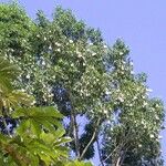 Aspidosperma desmanthum Hábito