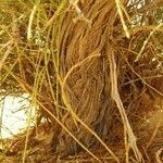 Ephedra viridis Kéreg/szár