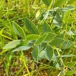 Crotalaria deflersii Лист