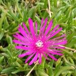 Delosperma cooperi Blüte