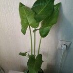 Zantedeschia aethiopicaLeaf