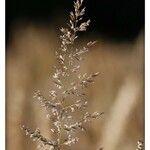 Agrostis gigantea Hoja