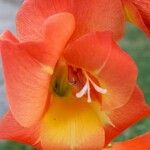 Gladiolus dalenii Blomst