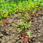 Chenopodium giganteum 整株植物