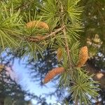 Cedrus libaniFruit