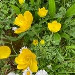 Ranunculus millefoliatus Flower