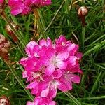 Armeria maritima Blüte