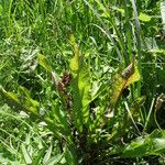 Rumex verticillatus Blatt