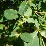 Exochorda racemosa 葉