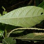 Acalypha apodanthes Blad