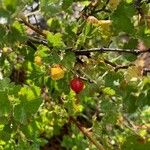 Ribes montigenum Fruit