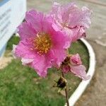 Lagerstroemia speciosaŽiedas