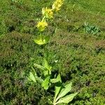 Gentiana lutea Habitus