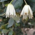 Crinodendron patagua Blomma