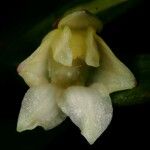 Dendrobium bilobum