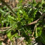 Cirsium tuberosum Blatt