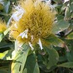 Schaueria calytricha Kwiat