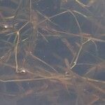 Potamogeton compressus Hoja